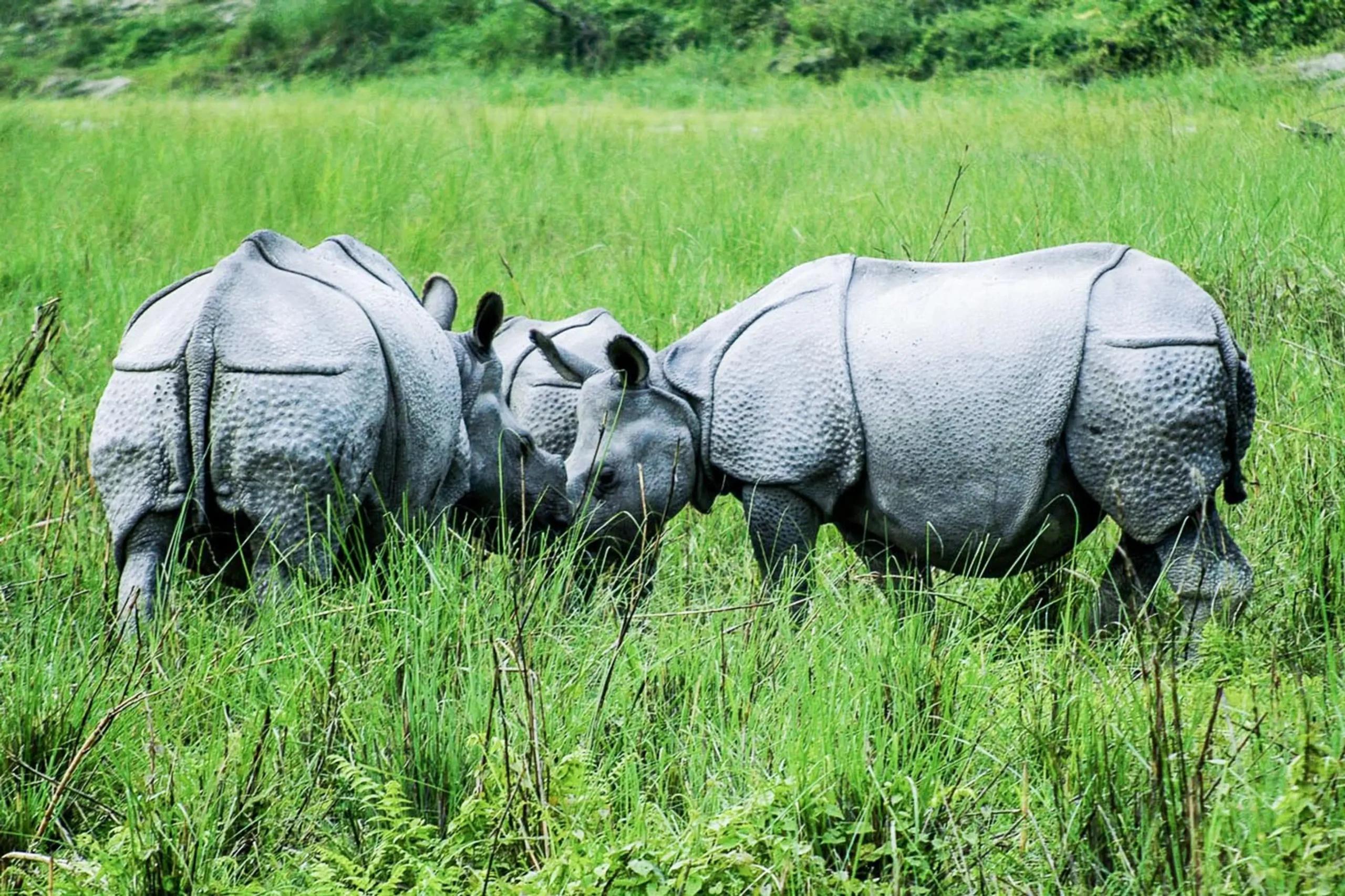 Gorumara National Park – Dooars, West Bengal