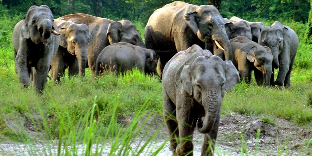Jaldapara Wildlife Sanctuary – Dooars, West Bengal